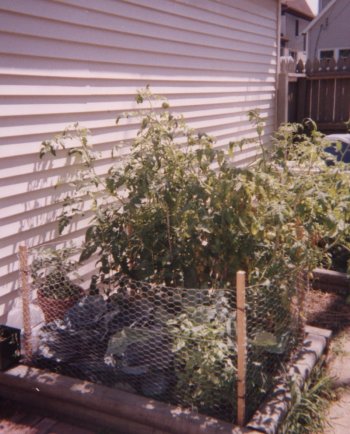 Tall and Shorts Garden
