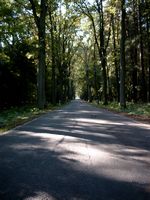 Allee