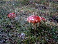 Fliegenpilz