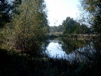 Teich Heidelberg