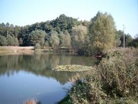 Teich Heidelberg