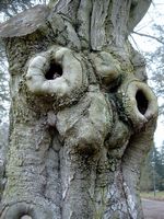Baum