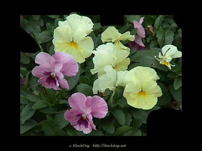 pansy-lg