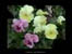 pansy-sm