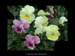 pansy-lg