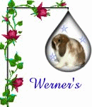 Holland Lops _ French Lops&nbsp; 
