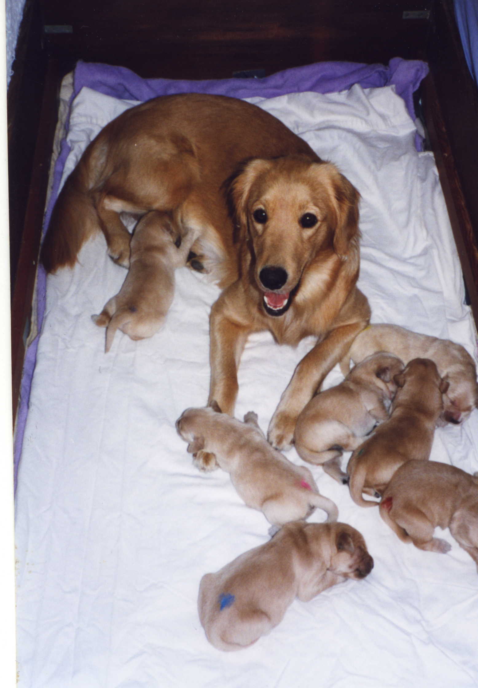 Rebecca litter