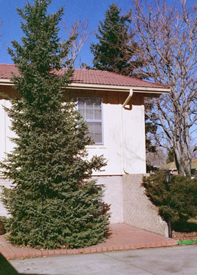 fir&house