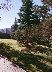 treesA