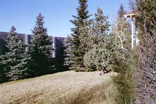 treesB