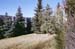 treesB