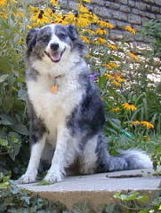 The Regal Cur