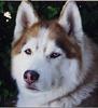 http://www.huskies95.com