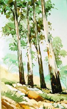 jlgumtrees.JPG