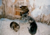 3 stray kittens