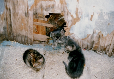 3 stray kittens