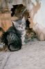 kitten at entrance to its home