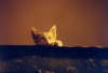 squinting cat