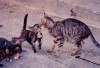 mother feeding kittens