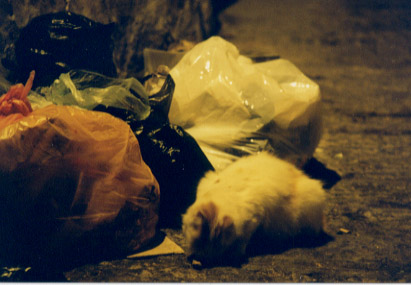 cat in garbage