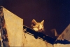 bad eyes
