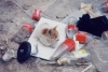 bottle cat