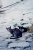 cats on cobbles