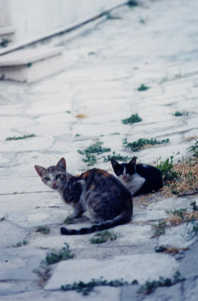 cats on cobbles