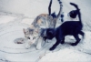 cats in street