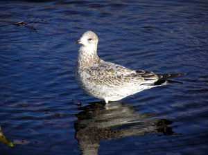 Seagull
