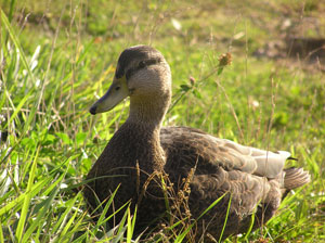 Duck