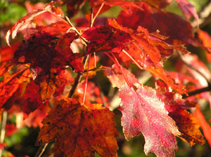 Red leaves