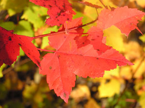 Red Leaves