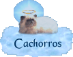 Cachorros