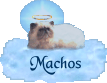Machos
