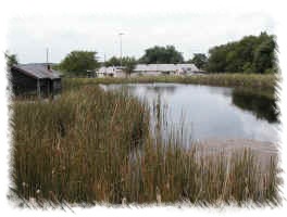 View across pond from back of property