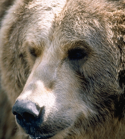 Bear.gif