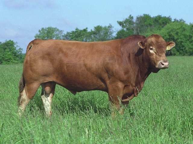 Bull.jpg