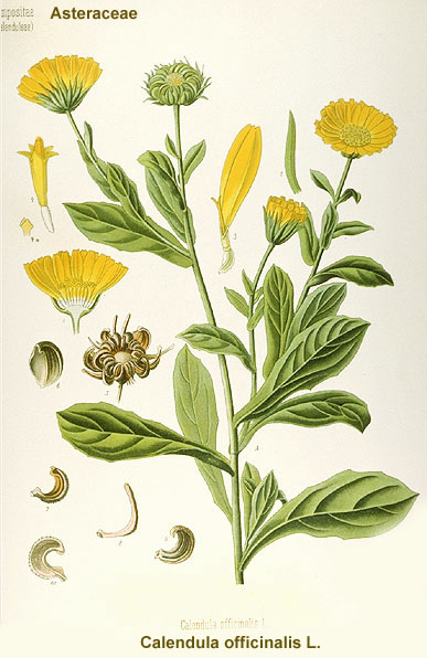 Calendula