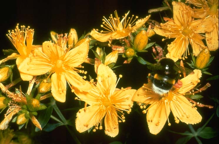 hypericum