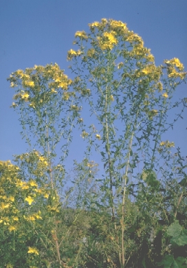 St Janskruid