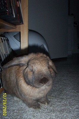 Cinnabun