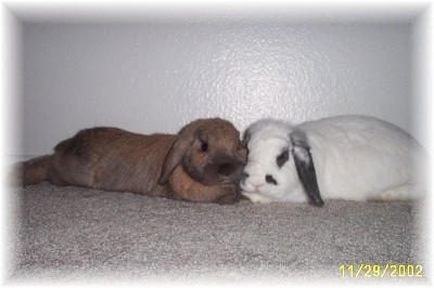 A healthy Cinnabun and his best gal pal, Vanilla Bean. (Thanks Clara!)