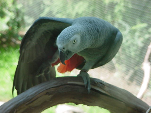 Congo African Grey Parrot (Photo taken by Jessica Hindman @ The Columbus Zoo of Ohio