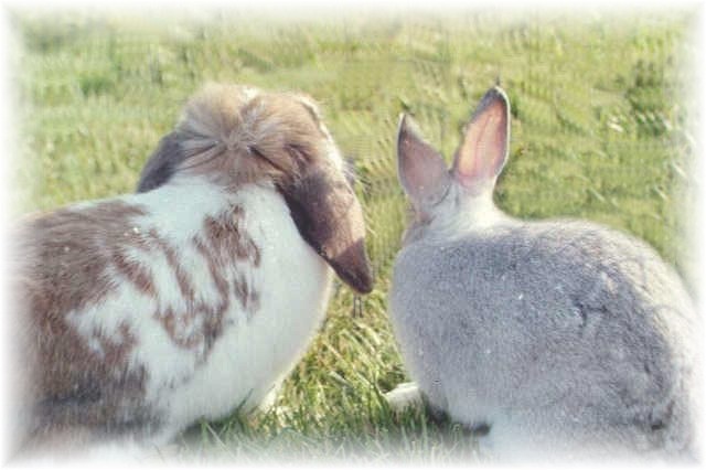 Trinity and Gizmo...two adorable buns