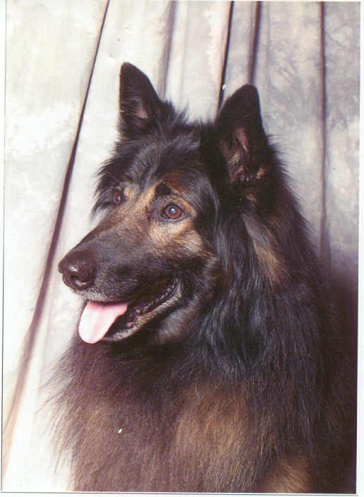 Bear 11 years