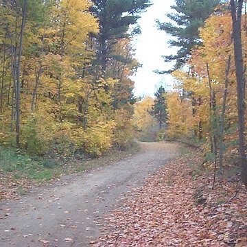 Pine Trail