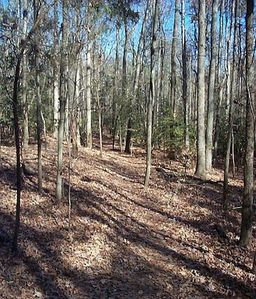 Pine Tree Trail