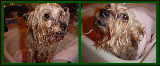 Honey Getting a Bath