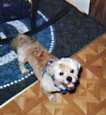picture of Dusty